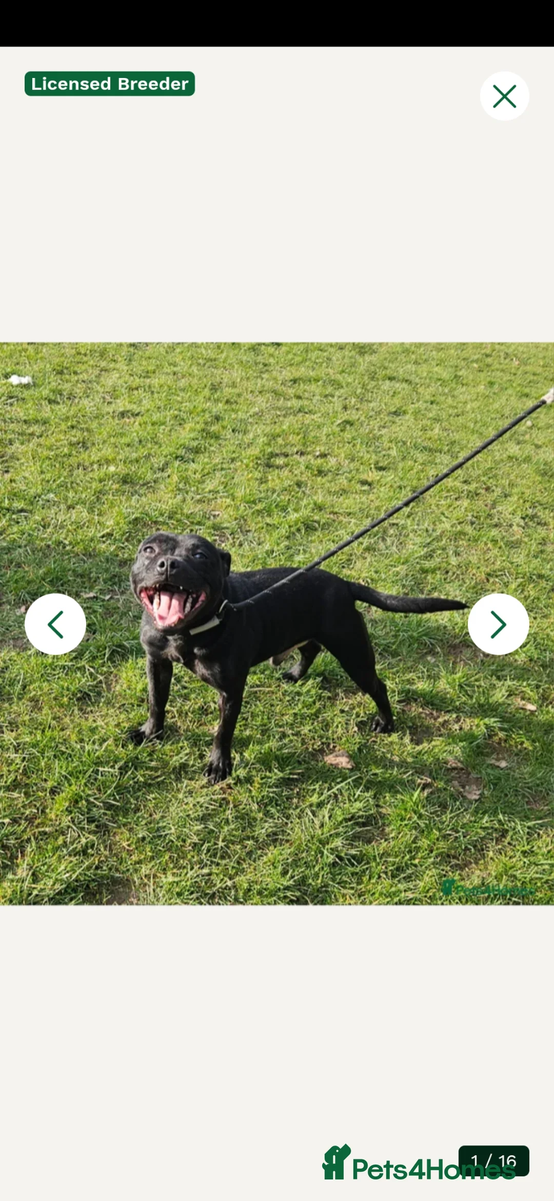 Staffordshire Bull Terrier dogs for sale: Kc registered,  Health tested, Black stafford male - Advert 1