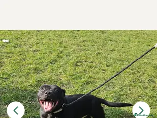 Staffordshire Bull Terrier dogs for sale: Kc registered, Health tested, Black stafford male - Advert 1