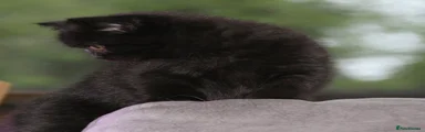 Black male