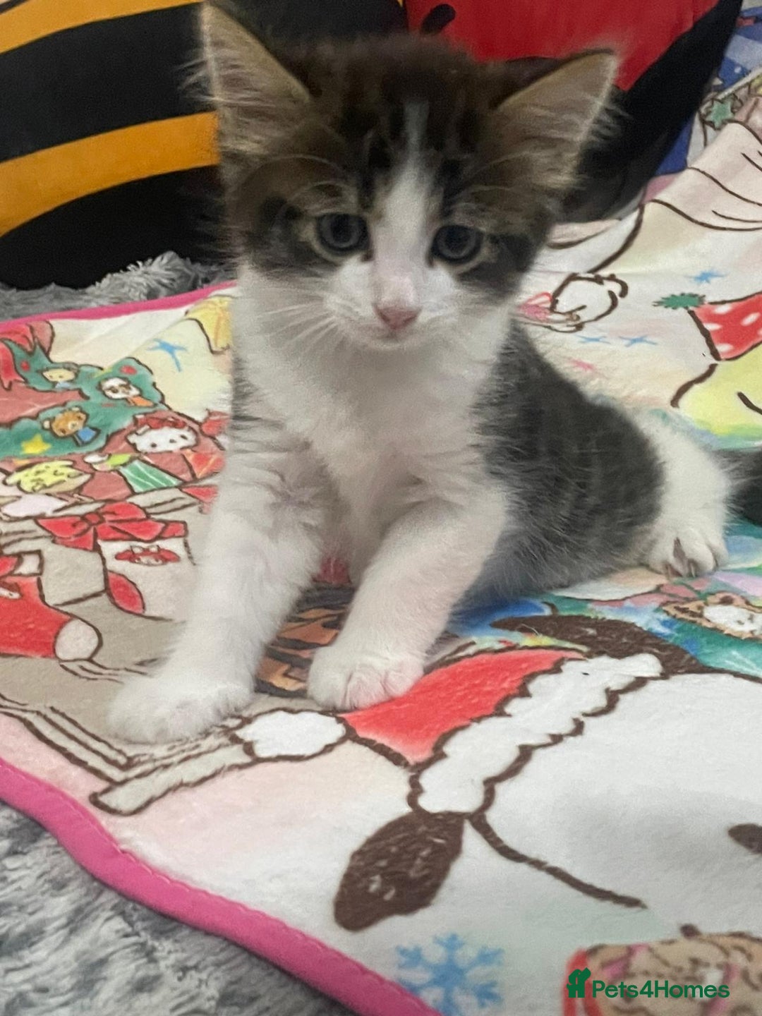 Mixed Breed cats for sale: Mix maine cone kittens  - Image 6