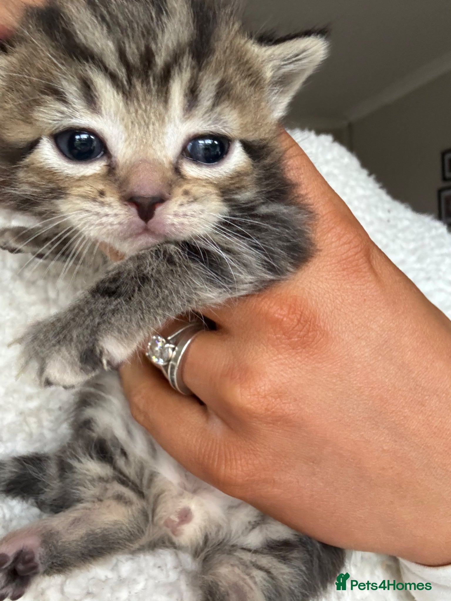 Domestic Shorthair cats Tabby domestic short hair kittens  - Advert 13