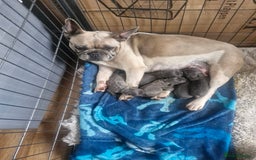 French Bulldog dogs for sale: Miss katie - Image 10