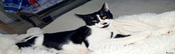 Mixed Breed cats for sale: Loving family tuxedo girl  - Advert 1