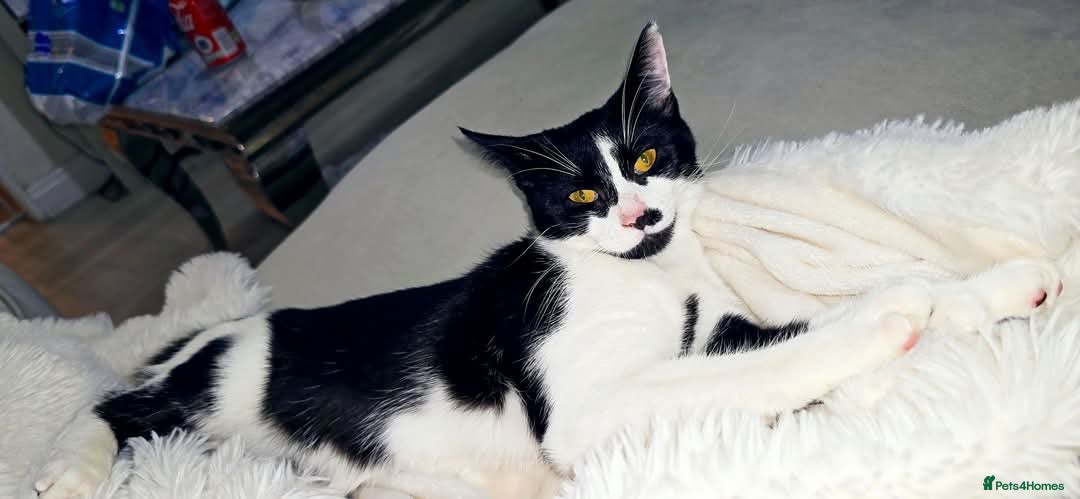 Mixed Breed cats for sale: Loving family tuxedo girl  - Advert 1