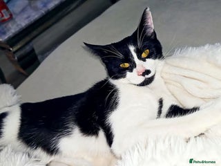 Mixed Breed cats Loving family tuxedo girl - Advert 4