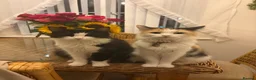 Mixed Breed cats for sale: Two beautiful female cats to be rehomed  - Advert 2