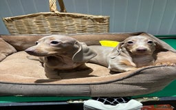 Miniature Dachshund dogs for sale: Outstanding Minature Dachshunds Puppies For Sale  - Image 13