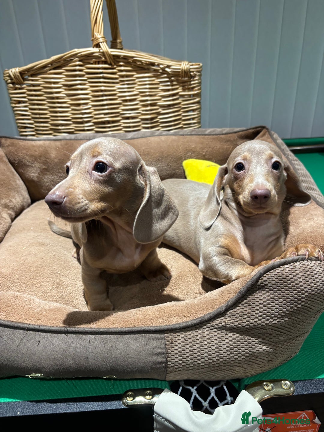 Miniature Dachshund dogs for sale: Outstanding Minature Dachshunds Puppies For Sale  - Image 13