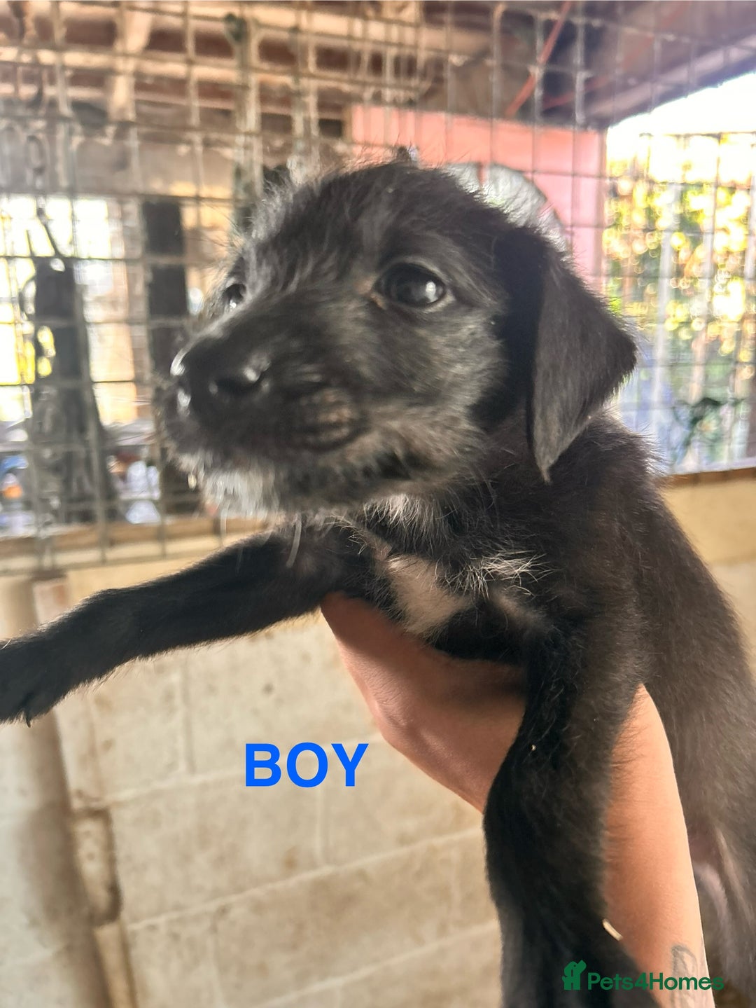 Mixed Breed dogs for sale: 10 Bedlington Whippet Puppies - 6 DOGS 4 BITCHES - Image 21