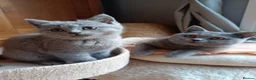 British Shorthair cats for sale: Blue British shorthairs kittens with GCCFpedigree - Advert 14