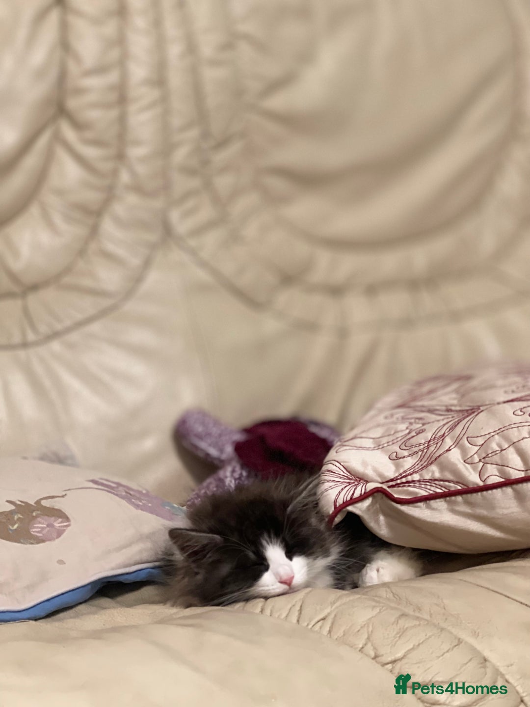 Kurilian Bobtail cats for sale: Reserved Kurilian Bobtail  kitten in spring  - Advert 14