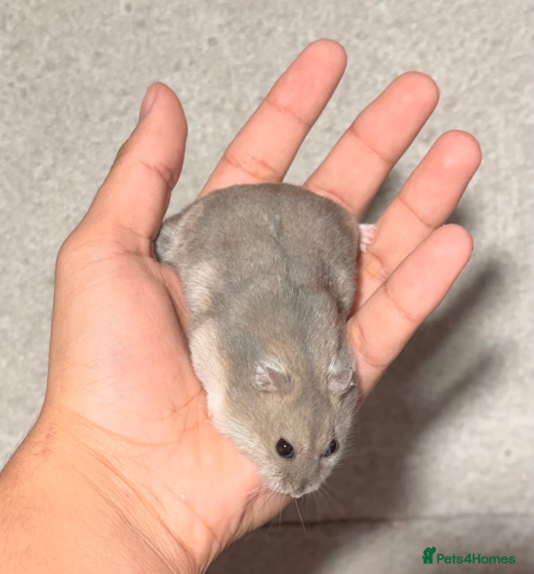 Hamster rodents for sale: OLDER STUNNING TAME PEDIGREE HAMSTERS - Advert 9