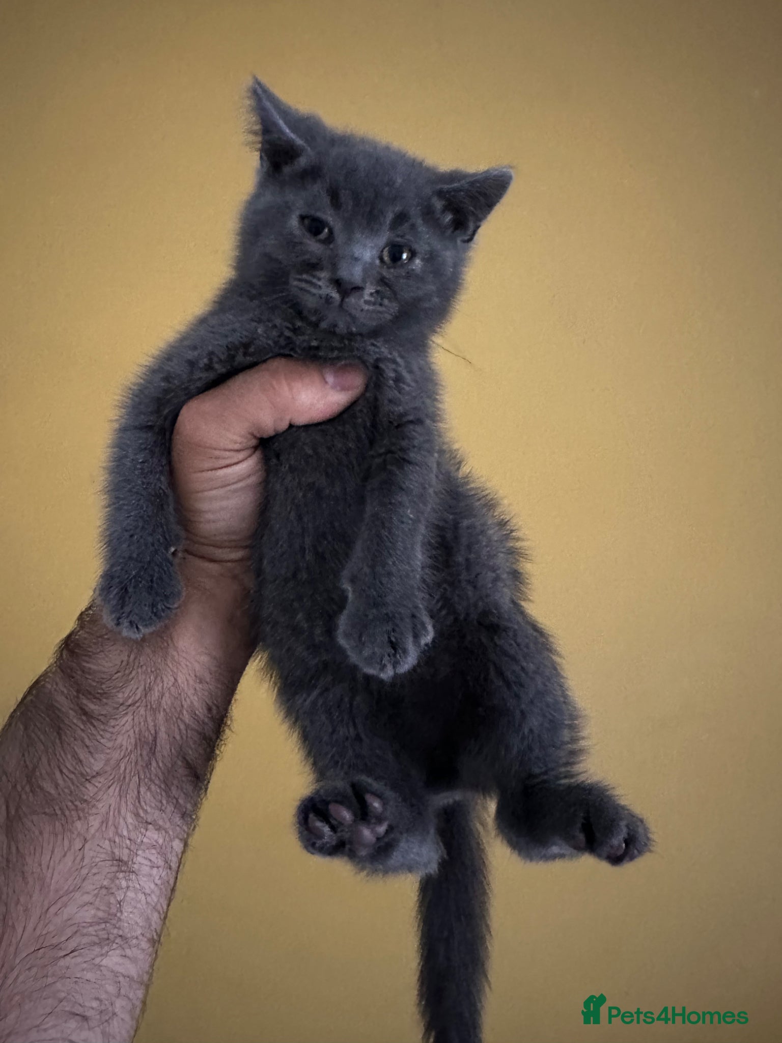 British Shorthair cats British blue kittens - Advert 1