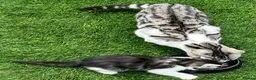 Bengal cats for sale: Silver Bengal mother & two male kittens for sale in Birmingham - Advert 11