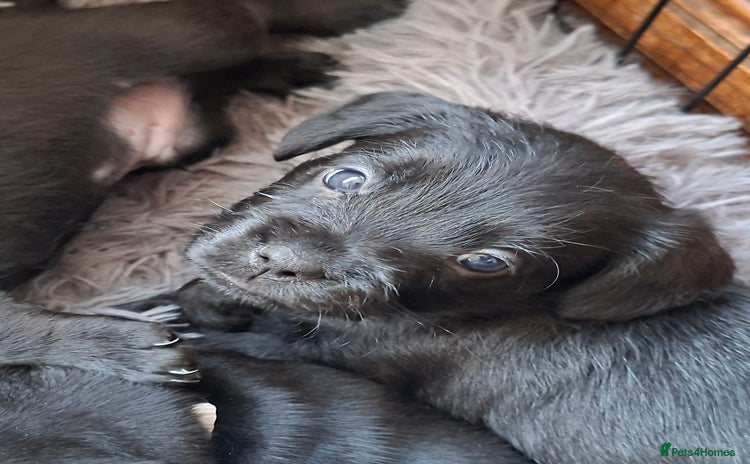 Mixed Breed dogs Miniature Poodle cross french bulldog puppies  - Advert 14