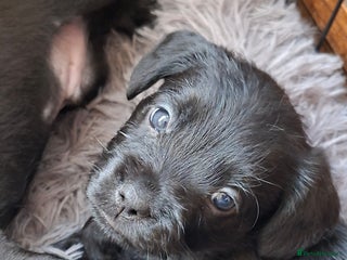 Mixed Breed dogs Miniature Poodle cross french bulldog puppies - Advert 16