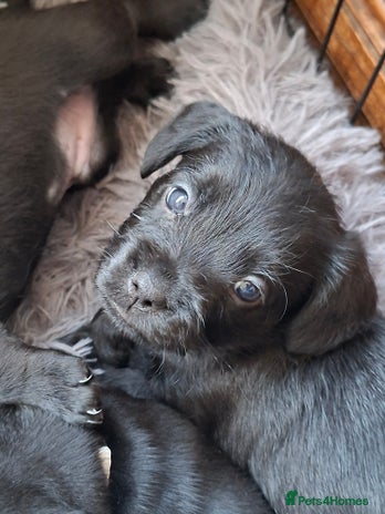 Mixed Breed dogs Miniature Poodle cross french bulldog puppies - Advert 14