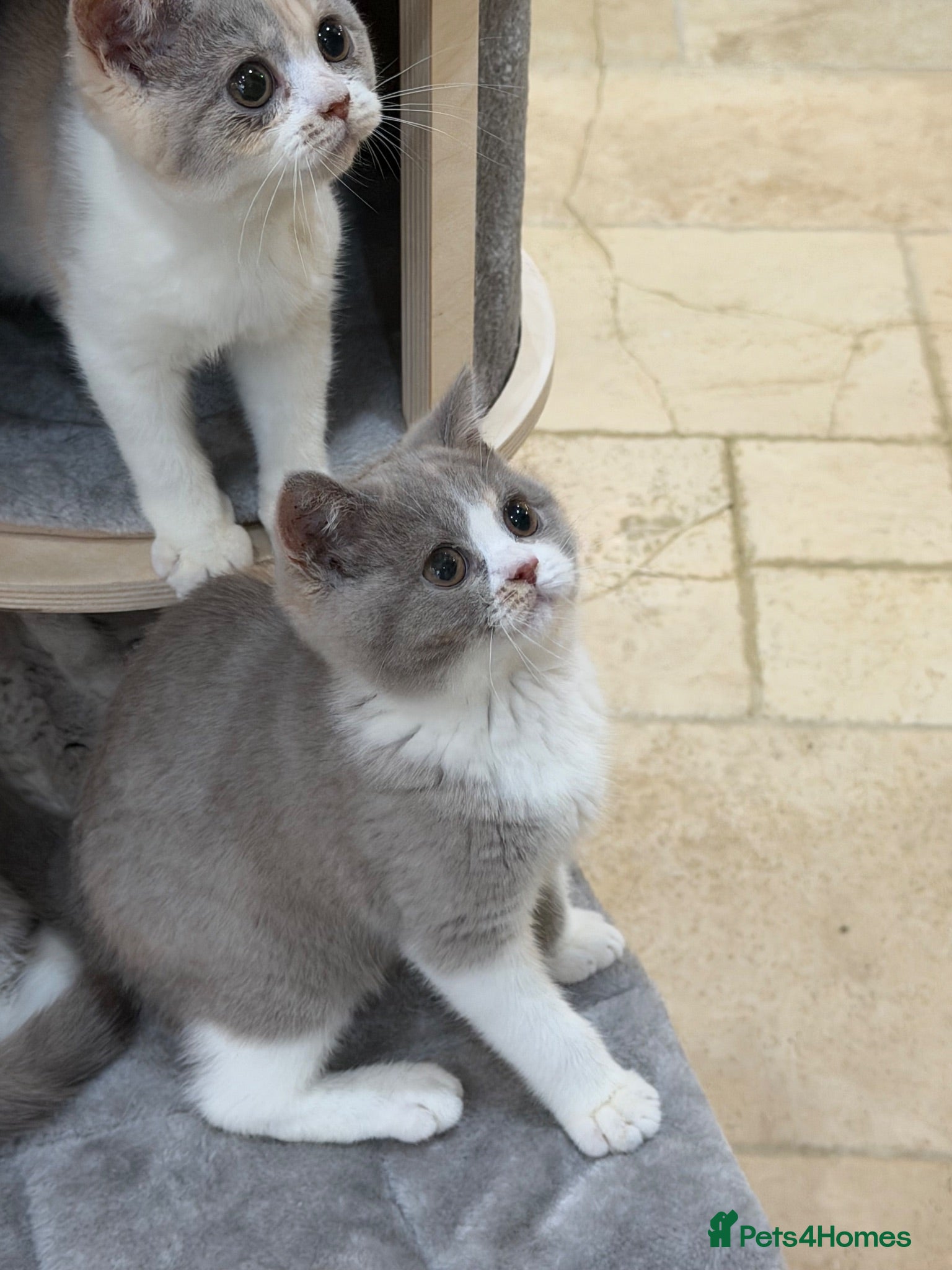 British Shorthair cats READY NOW - REGISTERED FULL PEDIGREE BSH FROM £595 - Advert 1