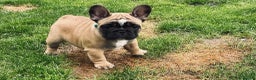 French Bulldog dogs for stud: Red fawn Dicar sired silver health tested in Edinburgh - Advert 29