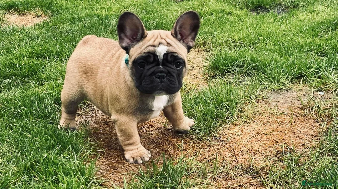 French Bulldog dogs for stud: Red fawn Dicar sired silver health tested in Edinburgh - Advert 29