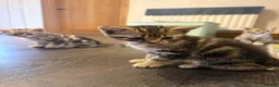 Mixed Breed cats for sale: Lovely Kittens for Sale in Trimdon Station - Advert 4