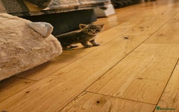 Savannah cats for sale: Beautiful Savannah cross kittens for sale - Advert 13