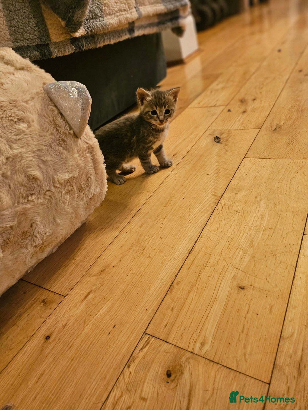 Savannah cats for sale: Beautiful Savannah cross kittens for sale - Advert 13