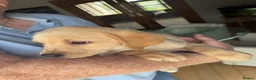 Labrador Retriever dogs for sale: Golden Labrador Puppies - Advert 9