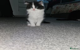 Mixed Breed cats for sale: Sweet cats looking for a good house - Image 2