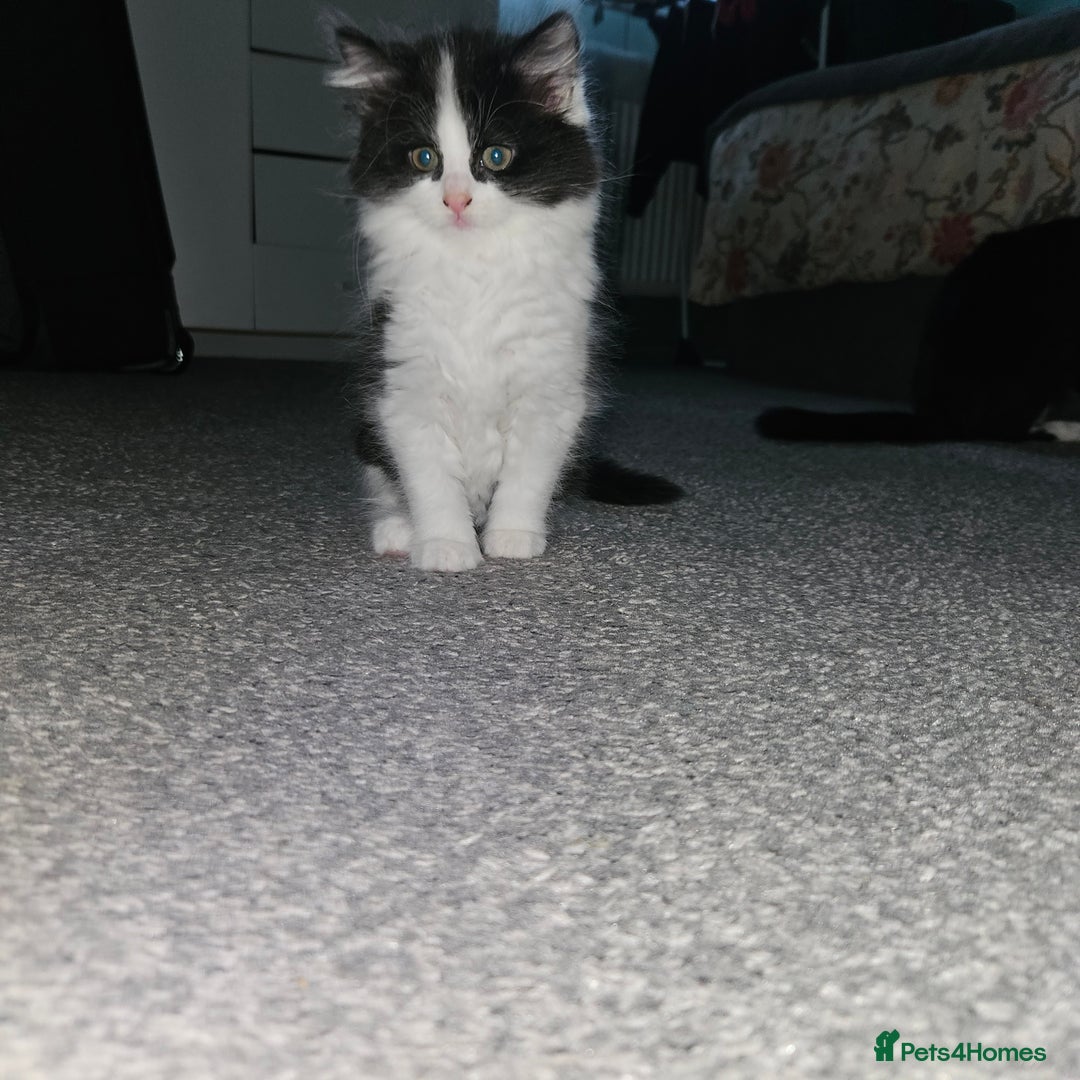 Mixed Breed cats for sale: Sweet cats looking for a good house - Image 2