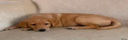 Labrador Retriever dogs for sale: 6 beautiful lab girls (one girl left!) - Advert 21