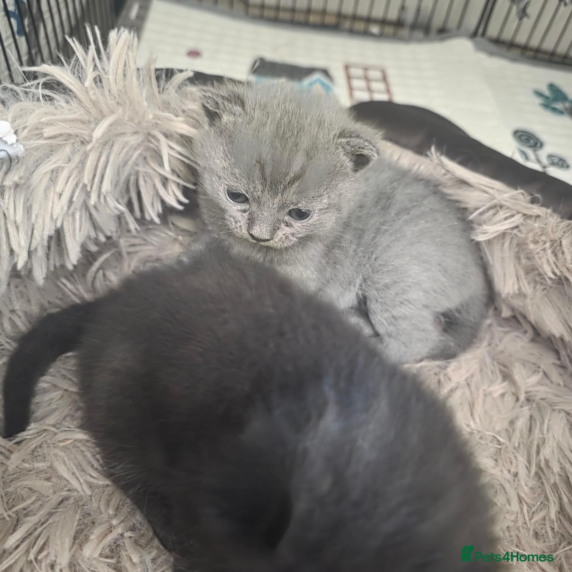 Russian Blue cats Russian blue mixed  - Advert 17