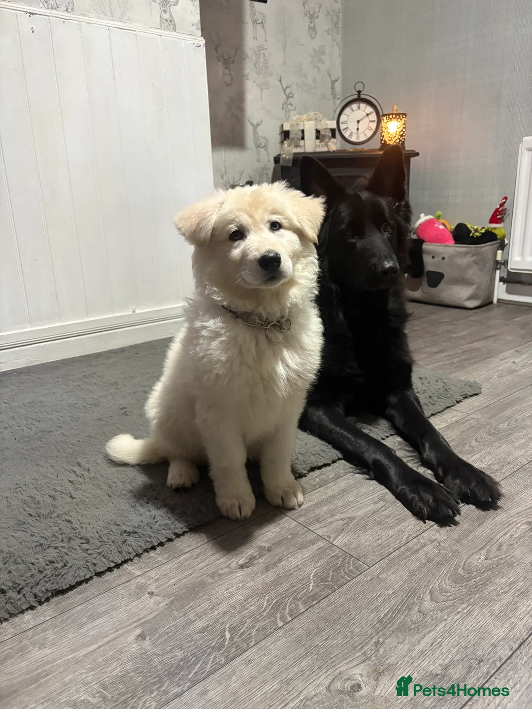 Shepsky dogs for sale: Female German Shepard with 1/4 husky  - Advert 7