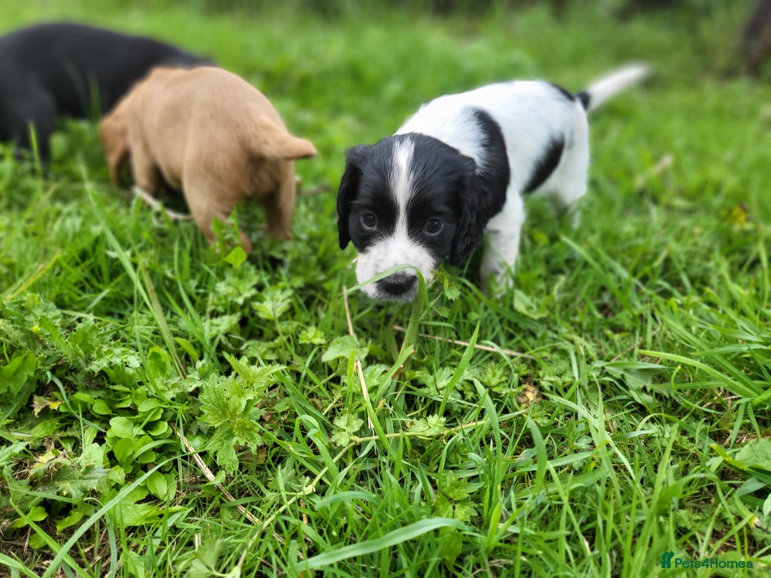 Cocker Spaniel dogs for sale: Working cocker spaniel puppies 2 black boys left.  - Image 16