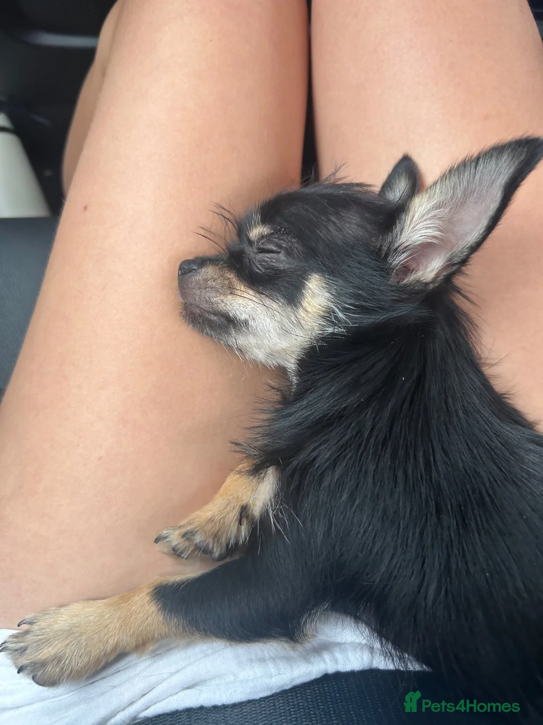 Chihuahua dogs for sale: Female Chihuahua puppy - Advert 2