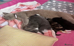 British Shorthair cats for sale: Gorgeous BSH kittens  - Image 2