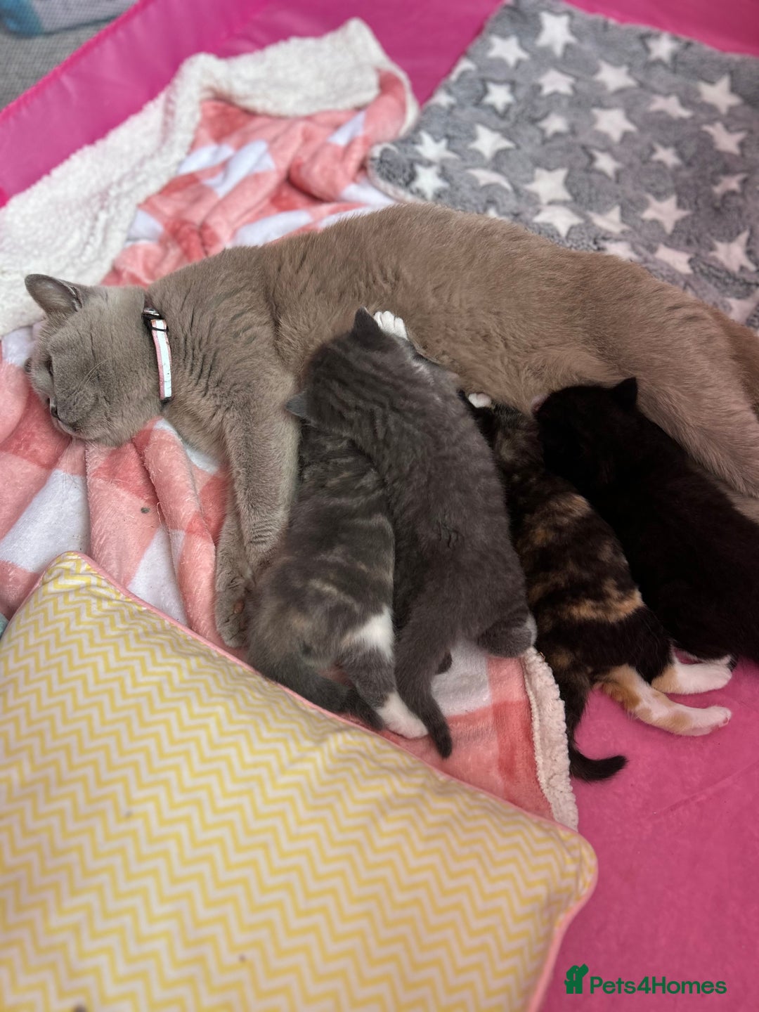 British Shorthair cats for sale: Gorgeous BSH kittens  - Image 2