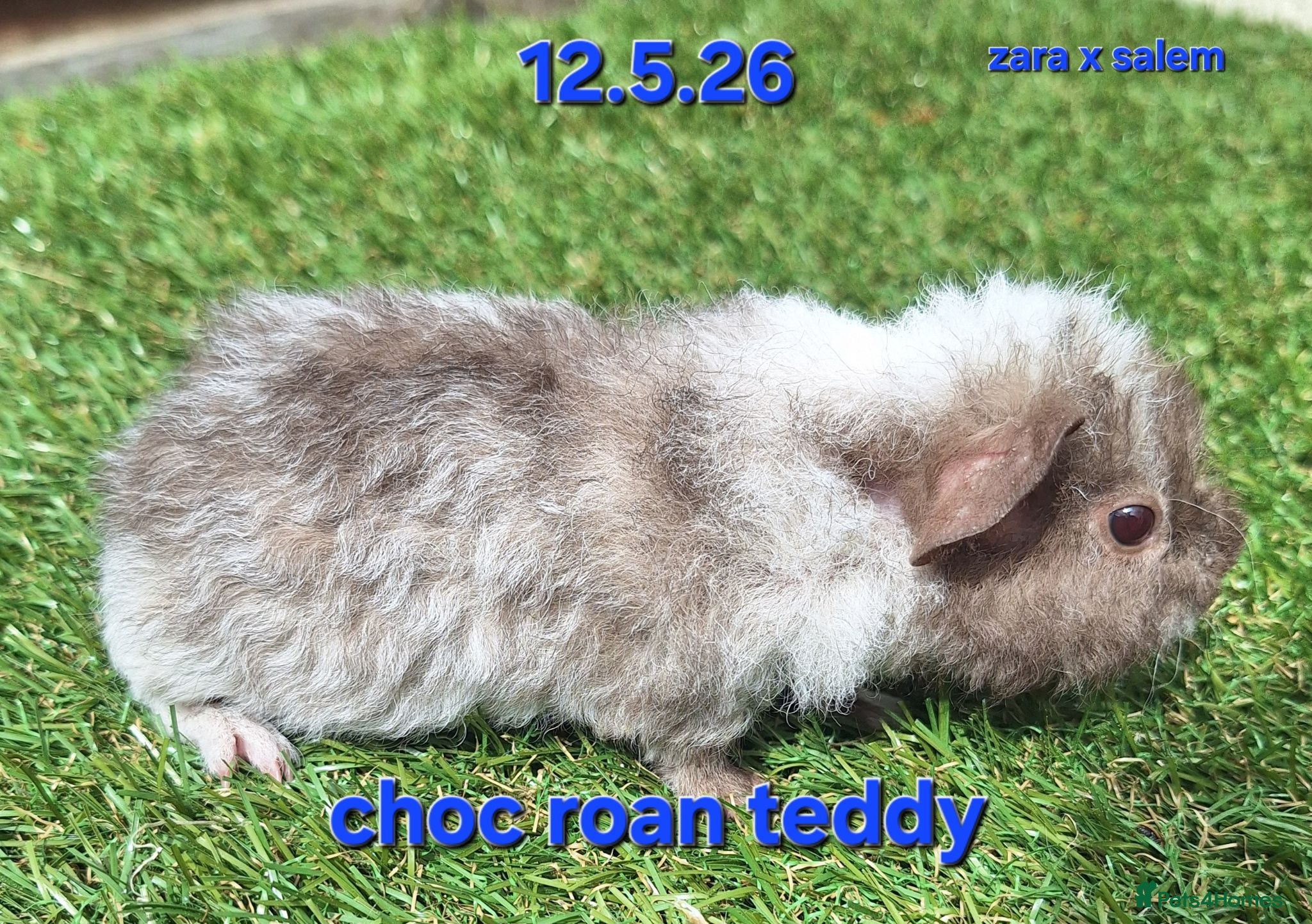 Guinea Pig rodents Fluffy baby boy male guinea pigs - Advert 1