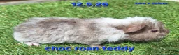 Guinea Pig rodents for sale: Fluffy baby boy male guinea pigs - Advert 1