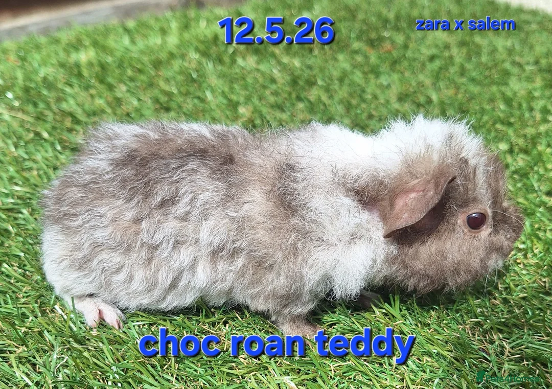 Guinea Pig rodents for sale: Fluffy baby boy male guinea pigs - Advert 1