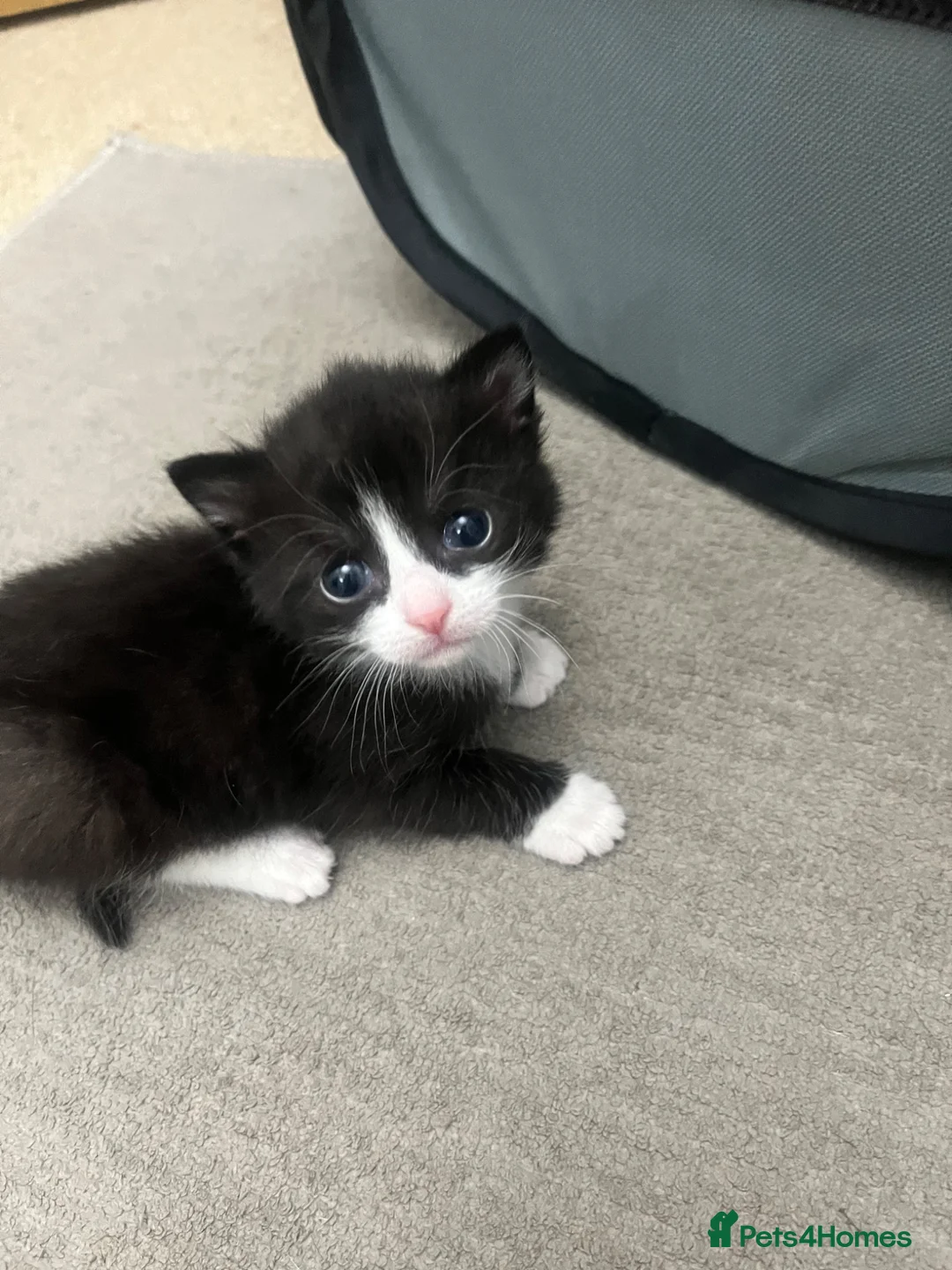 British Shorthair cats for sale: Three kittens for Sale - Advert 10