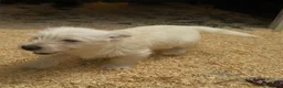 West Highland Terrier dogs for sale: West Highland Terrier boy looking new home - Advert 3