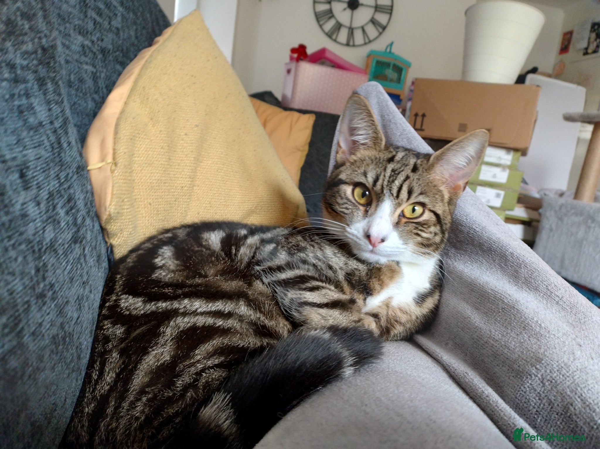 Mixed Breed cats 10 month old male kitten - Advert 5