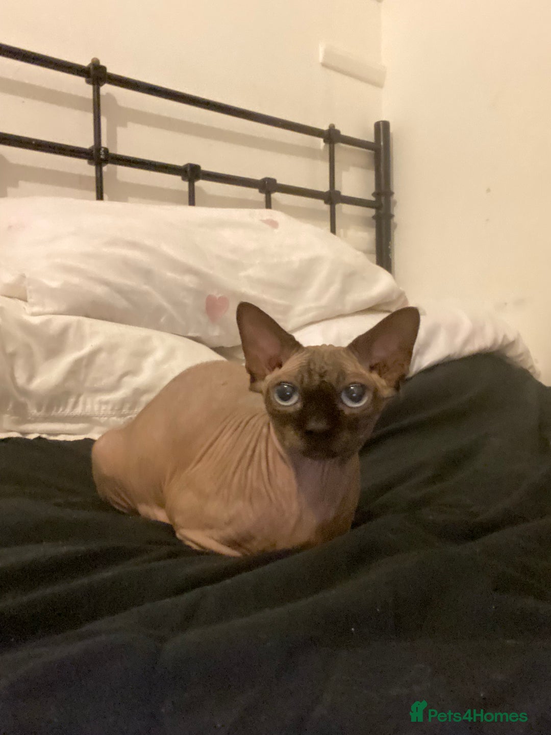 Mixed Breed cats for sale: Sphynx cross kittens  - Advert 8