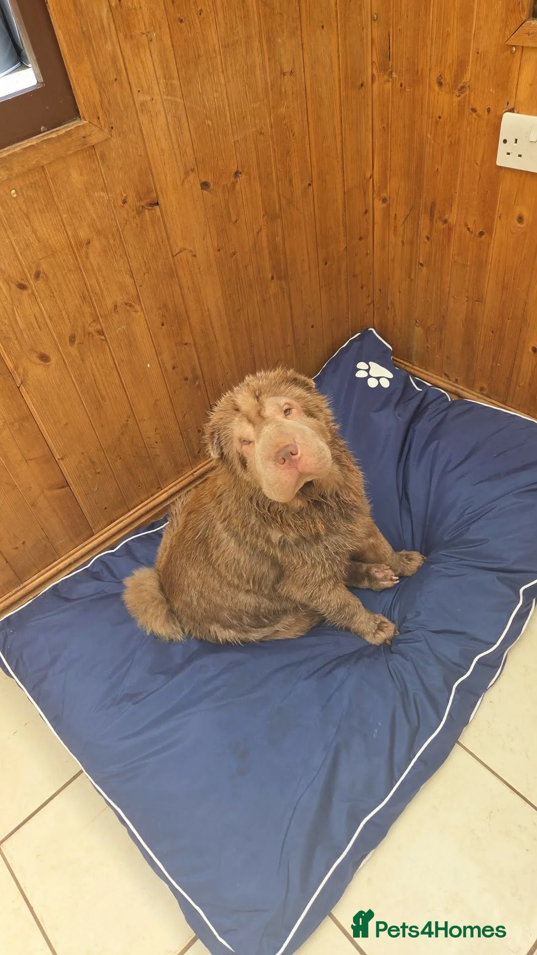Shar Pei dogs for sale: 5 Shar peis in Hull - Advert 2
