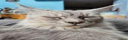 Maine Coon cats for sale: Stunning retired Maine Coon Queen 3yrs old - Advert 8