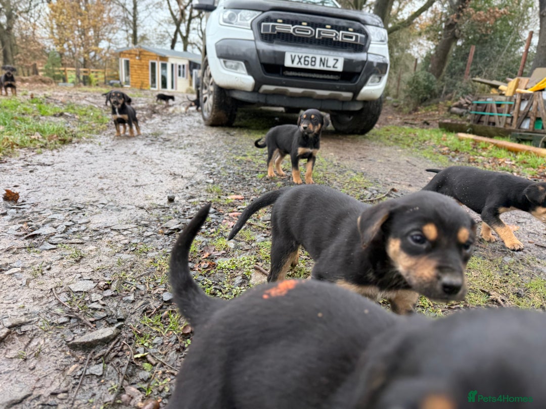 Huntaway dogs for sale: Huntaway Puppies only 2 bitches and 1 dog left!!  - Advert 15