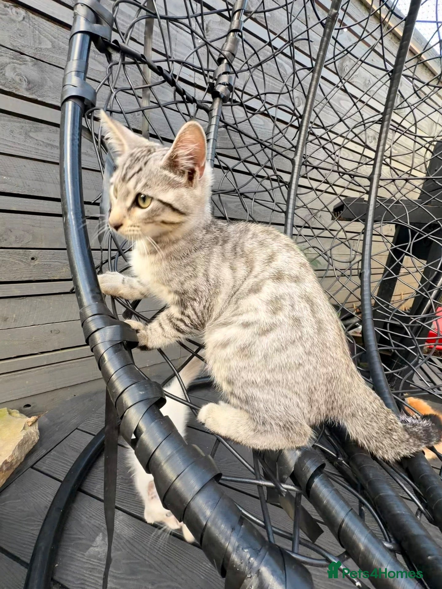 Savannah cats F4 Silver Savannah - Advert 15