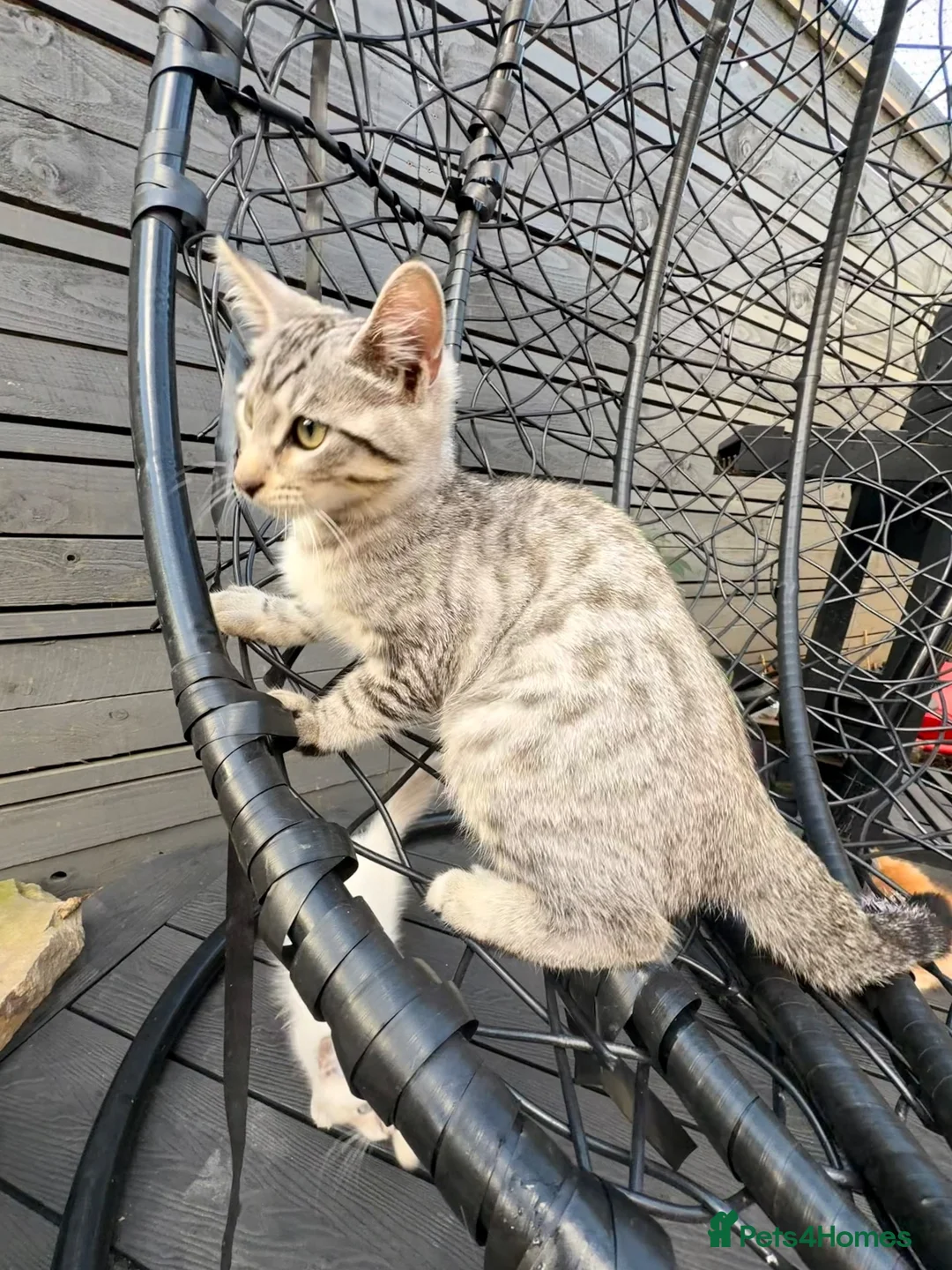 Savannah cats for sale: F4 Silver Savannah - Advert 1