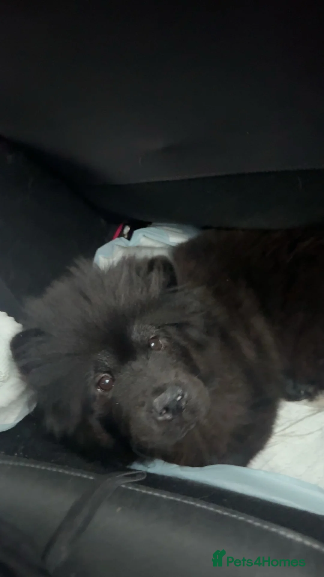 Chow Chow dogs for sale: Female chow chow  - Advert 2